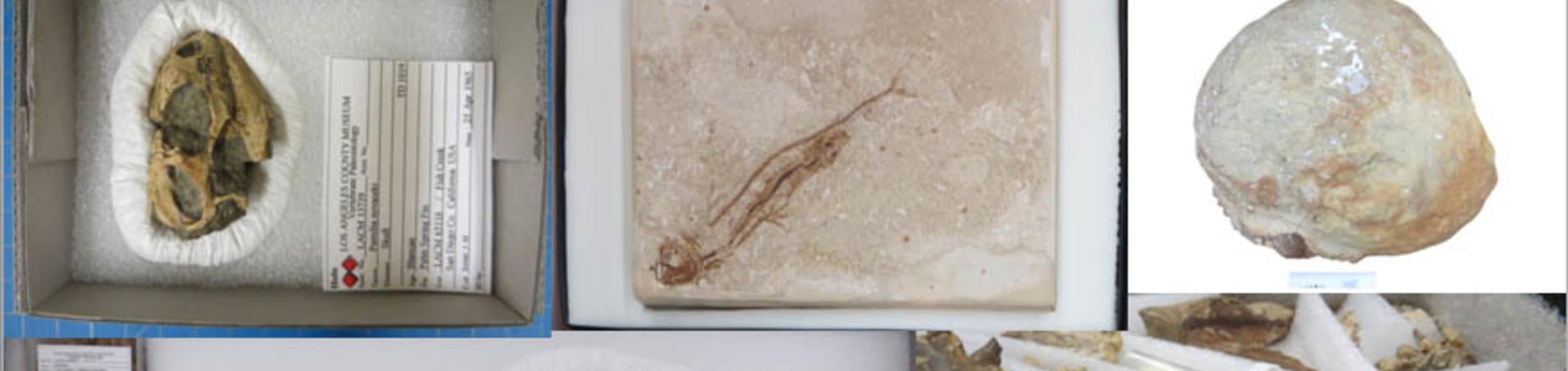 Wrapping and Packing Specimens